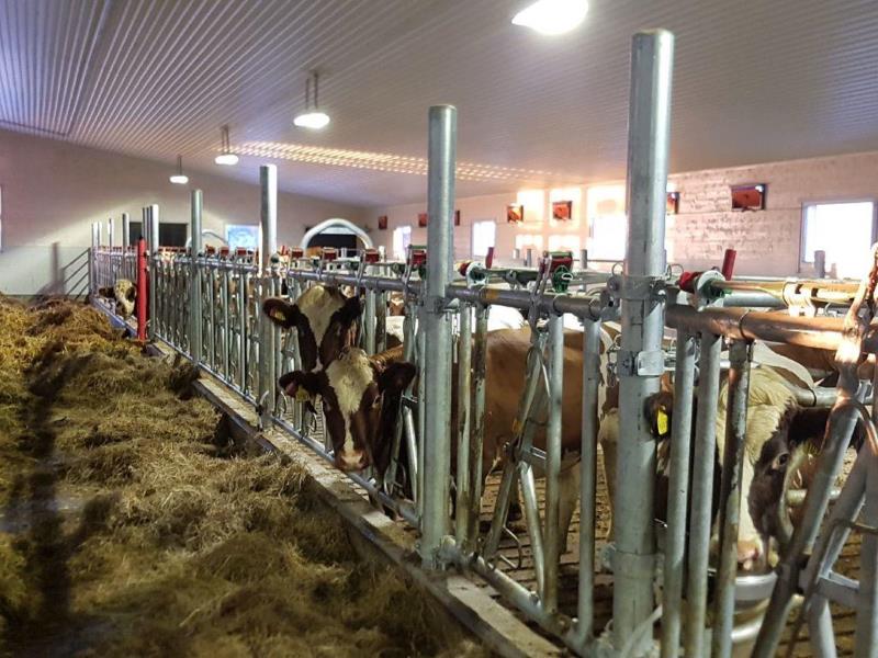 Kuer som står på bås inne i fjøset